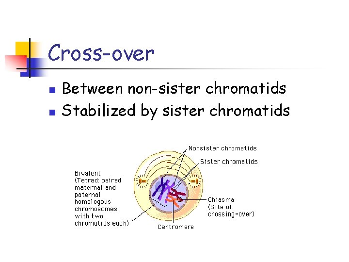 Cross-over n n Between non-sister chromatids Stabilized by sister chromatids 