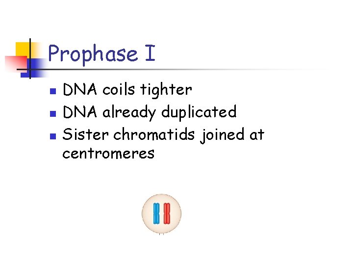 Prophase I n n n DNA coils tighter DNA already duplicated Sister chromatids joined