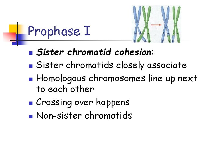 Prophase I n n n Sister chromatid cohesion: Sister chromatids closely associate Homologous chromosomes