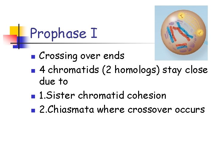 Prophase I n n Crossing over ends 4 chromatids (2 homologs) stay close due