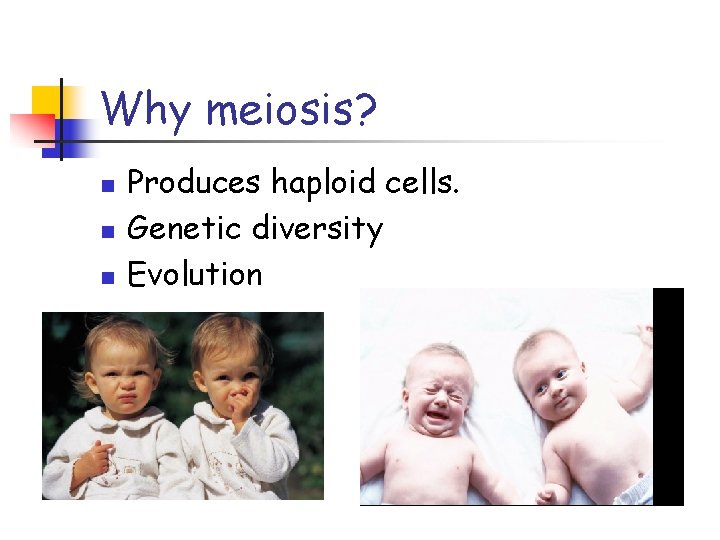 Why meiosis? n n n Produces haploid cells. Genetic diversity Evolution 