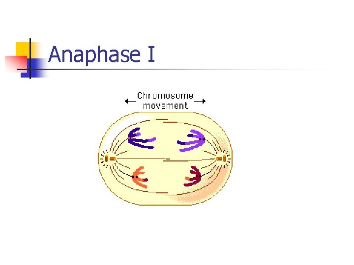 Anaphase I 