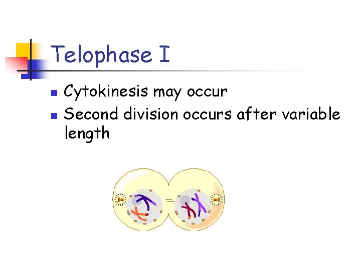 Telophase I n n Cytokinesis may occur Second division occurs after variable length 