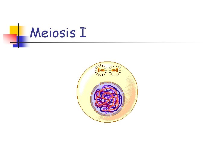 Meiosis I 