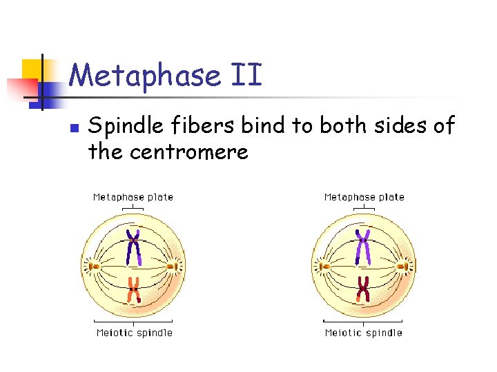 Metaphase II n Spindle fibers bind to both sides of the centromere 