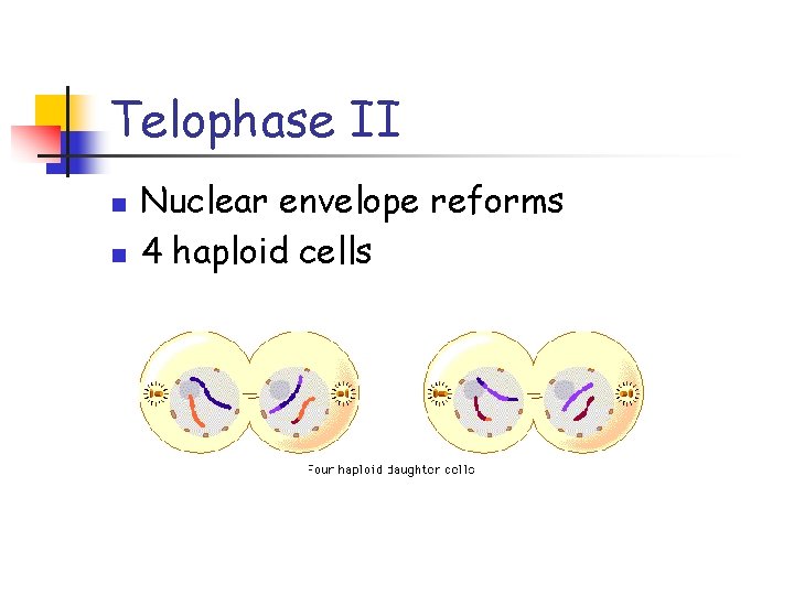 Telophase II n n Nuclear envelope reforms 4 haploid cells 