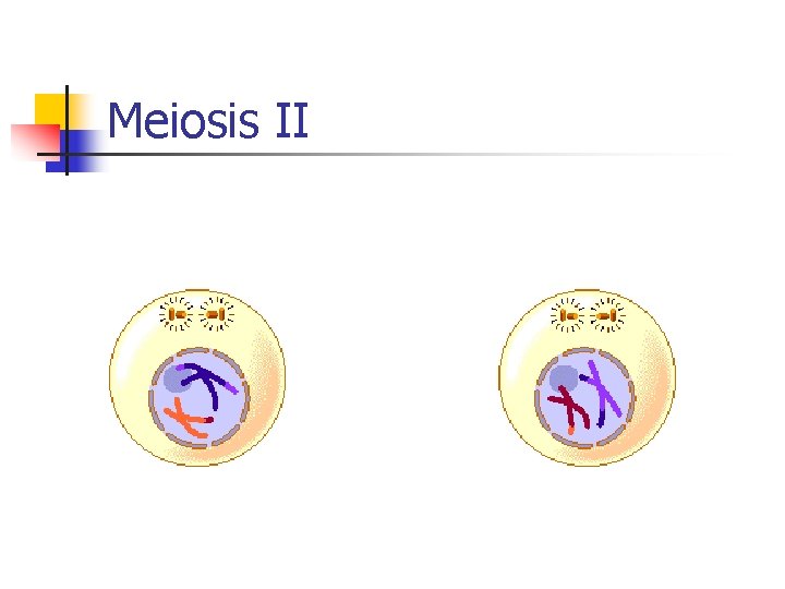 Meiosis II 