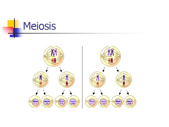 Meiosis 