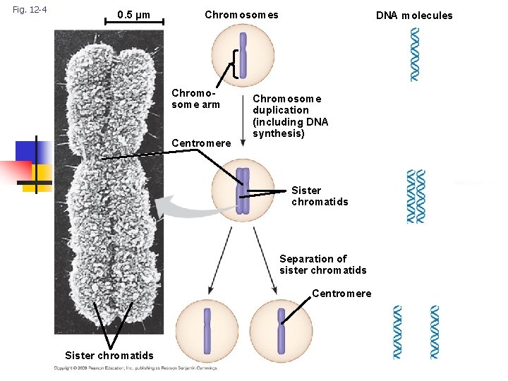 Fig. 12 -4 0. 5 µm Chromosomes Chromosome arm Centromere DNA molecules Chromosome duplication