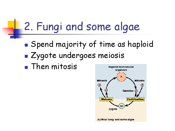 2. Fungi and some algae n n n Spend majority of time as haploid