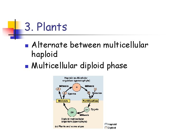 3. Plants n n Alternate between multicellular haploid Multicellular diploid phase 