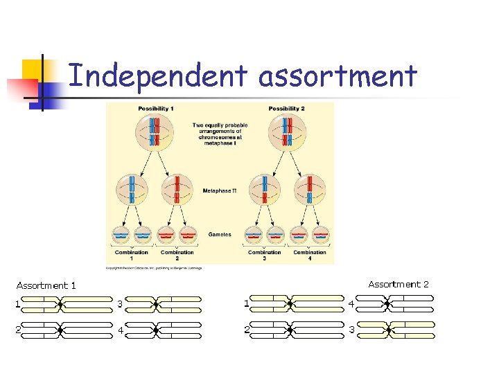 Independent assortment 