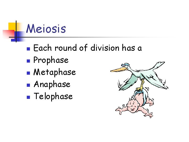 Meiosis n n n Each round of division has a Prophase Metaphase Anaphase Telophase