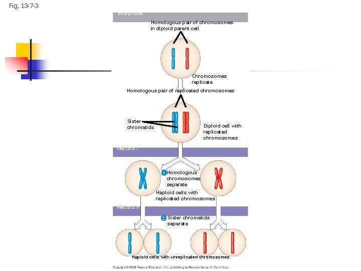 Fig. 13 -7 -3 Interphase Homologous pair of chromosomes in diploid parent cell Chromosomes