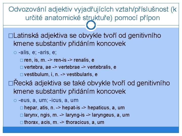 Odvozování adjektiv vyjadřujících vztah/příslušnost (k určité anatomické struktuře) pomocí přípon �Latinská adjektiva se obvykle