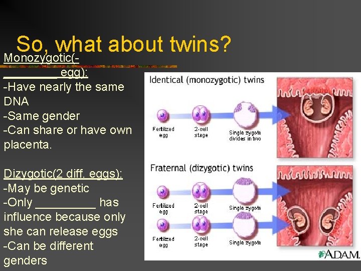 So, what about twins? Monozygotic(____ egg): -Have nearly the same DNA -Same gender -Can