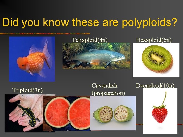 Did you know these are polyploids? Tetraploid(4 n) Triploid(3 n) Cavendish (propagation) Hexaploid(6 n)