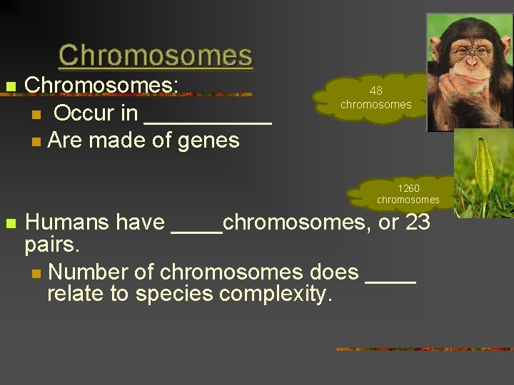 Chromosomes n Chromosomes: n Occur in _____ n Are made of genes 48 chromosomes