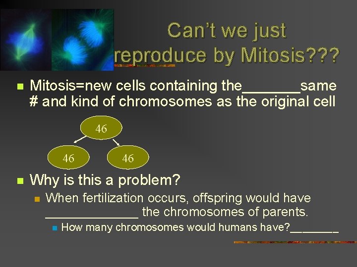 Can’t we just reproduce by Mitosis? ? ? n Mitosis=new cells containing the_______same #