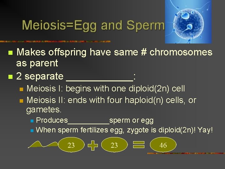 Meiosis=Egg and Sperm n n Makes offspring have same # chromosomes as parent 2