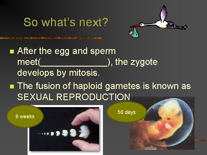 So what’s next? n n After the egg and sperm meet(_______), the zygote develops
