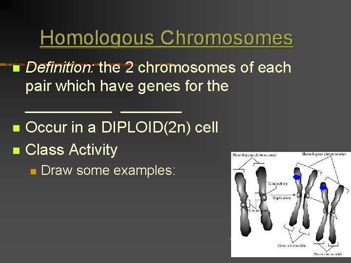 Homologous Chromosomes n n n Definition: the 2 chromosomes of each pair which have