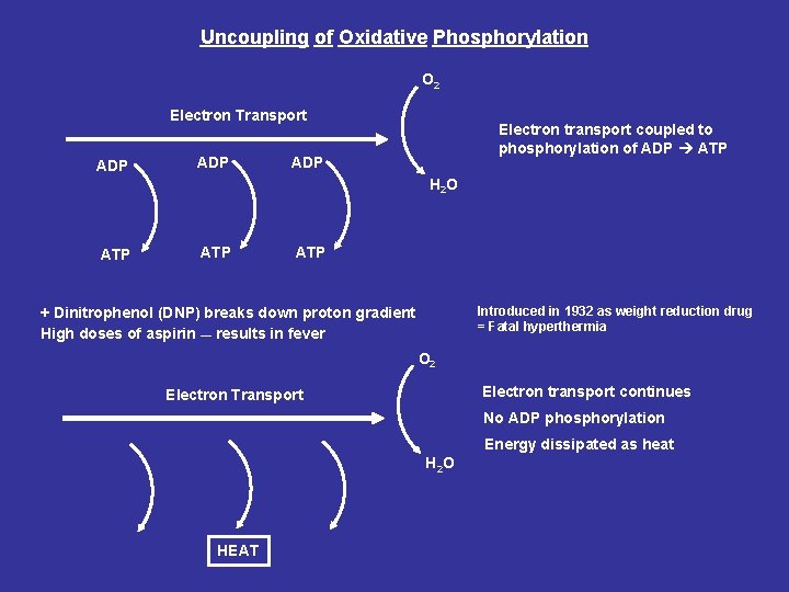Uncoupling of Oxidative Phosphorylation O 2 Electron Transport ADP Electron transport coupled to phosphorylation Uncoupling of Oxidative Phosphorylation O 2 Electron Transport ADP Electron transport coupled to phosphorylation