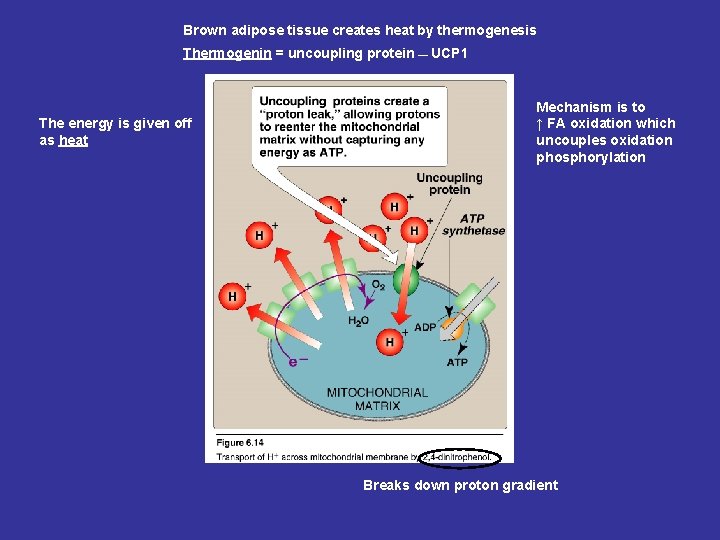 Brown adipose tissue creates heat by thermogenesis Thermogenin = uncoupling protein ▬ UCP 1 Brown adipose tissue creates heat by thermogenesis Thermogenin = uncoupling protein ▬ UCP 1