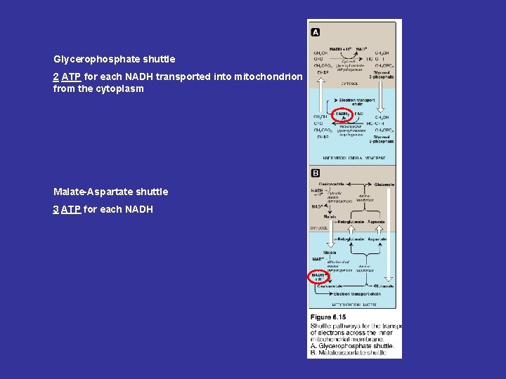 Glycerophosphate shuttle 2 ATP for each NADH transported into mitochondrion from the cytoplasm Malate-Aspartate Glycerophosphate shuttle 2 ATP for each NADH transported into mitochondrion from the cytoplasm Malate-Aspartate