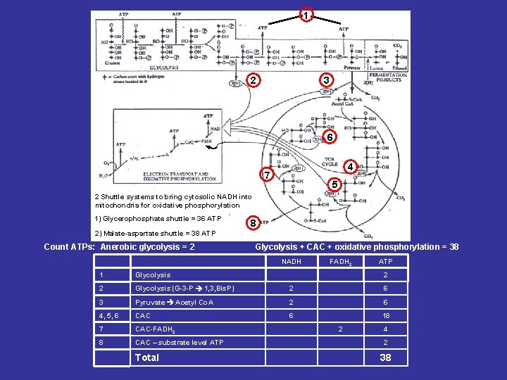 1 2 3 6 4 7 5 2 Shuttle systems to bring cytosolic NADH 1 2 3 6 4 7 5 2 Shuttle systems to bring cytosolic NADH