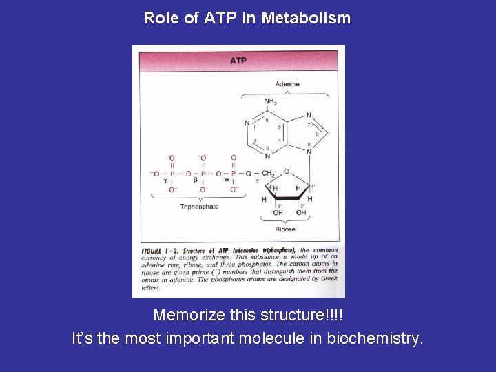Role of ATP in Metabolism Memorize this structure!!!! It’s the most important molecule in Role of ATP in Metabolism Memorize this structure!!!! It’s the most important molecule in