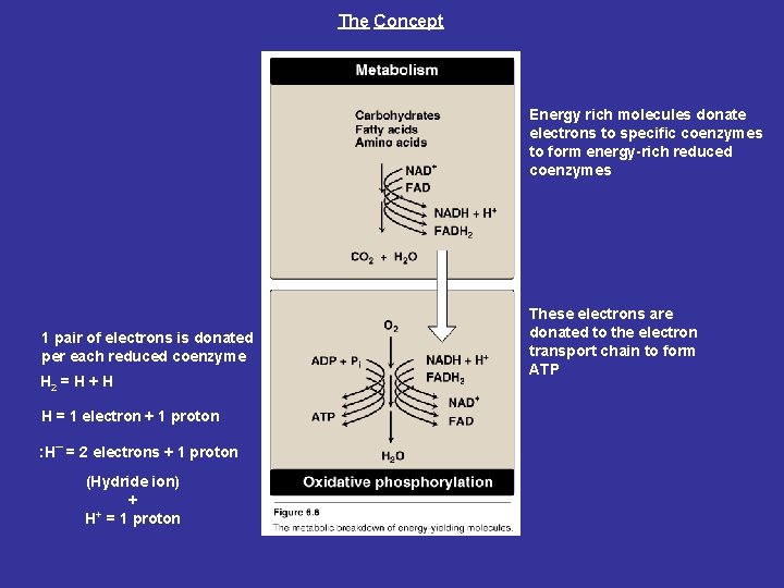 The Concept Energy rich molecules donate electrons to specific coenzymes to form energy-rich reduced The Concept Energy rich molecules donate electrons to specific coenzymes to form energy-rich reduced