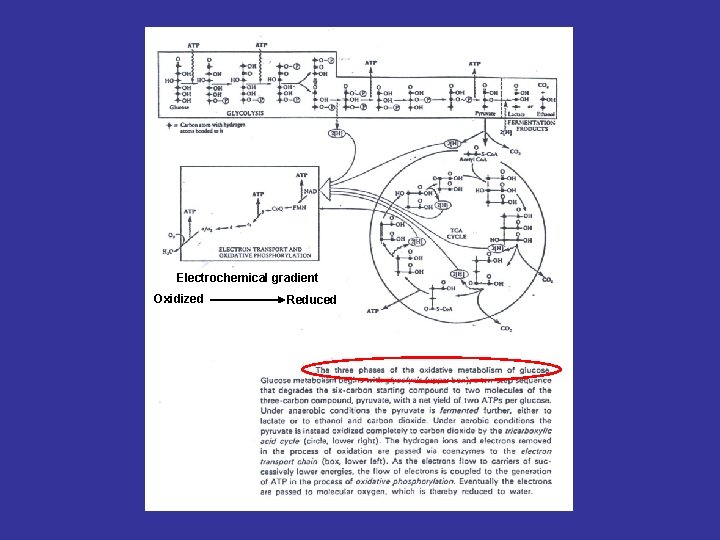 Electrochemical gradient Oxidized Reduced Electrochemical gradient Oxidized Reduced