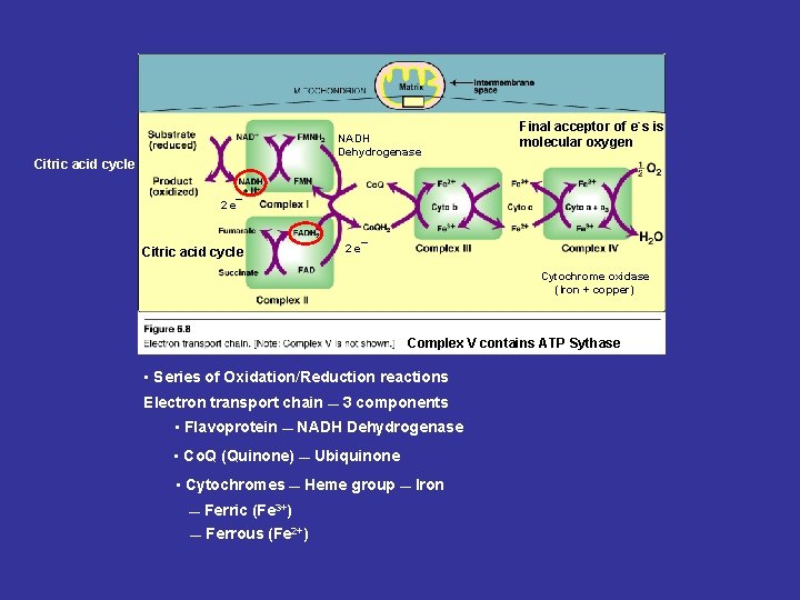 NADH Dehydrogenase Citric acid cycle Final acceptor of e-s is molecular oxygen 2 e¯ NADH Dehydrogenase Citric acid cycle Final acceptor of e-s is molecular oxygen 2 e¯