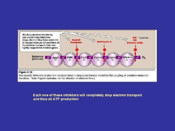Cyanide Each one of these inhibitors will completely stop electron transport and thus all Cyanide Each one of these inhibitors will completely stop electron transport and thus all