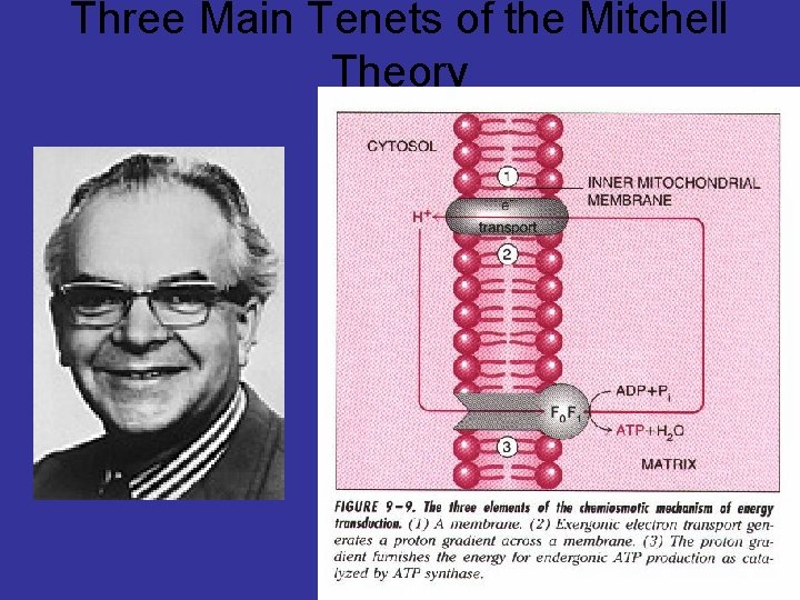 Three Main Tenets of the Mitchell Theory Three Main Tenets of the Mitchell Theory