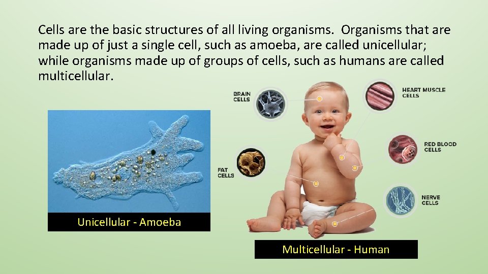 Cells are the basic structures of all living organisms. Organisms that are made up