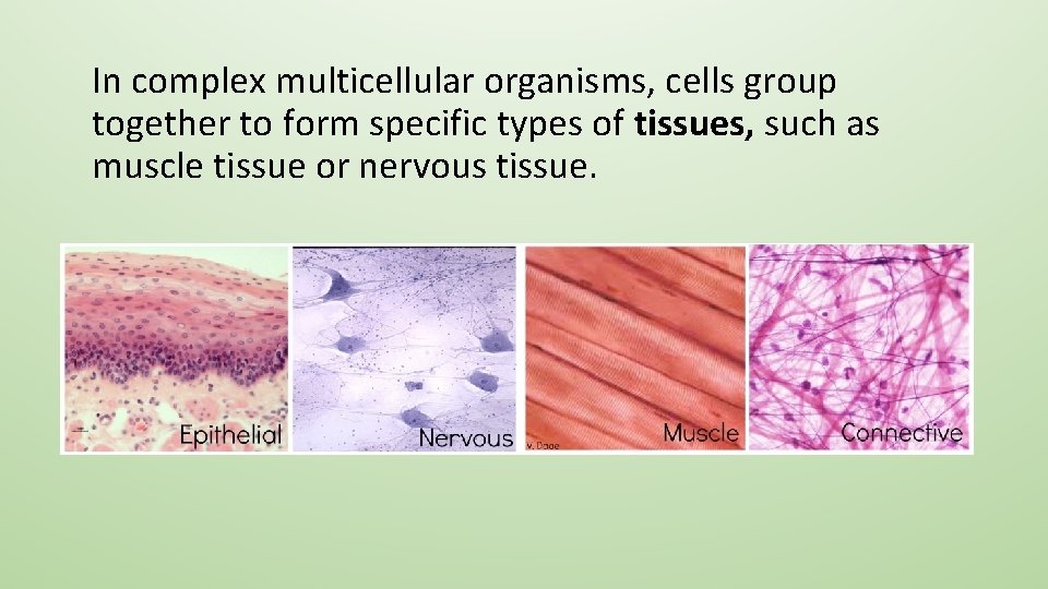 In complex multicellular organisms, cells group together to form specific types of tissues, such