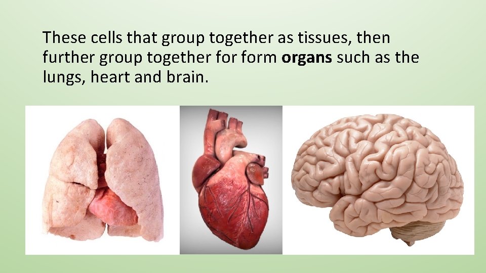 These cells that group together as tissues, then further group together form organs such