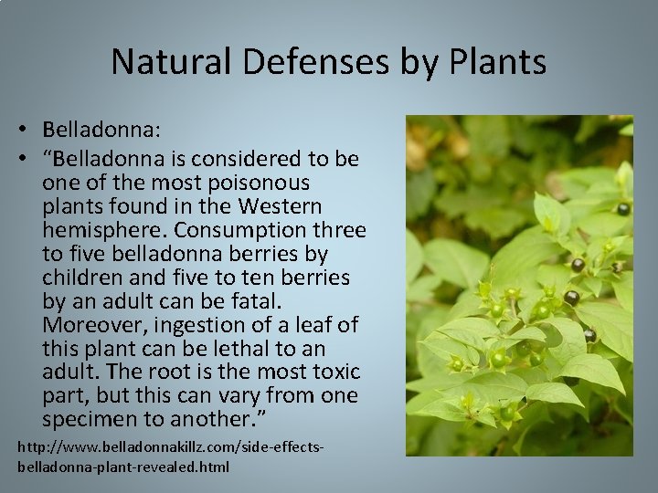 Natural Defenses by Plants • Belladonna: • “Belladonna is considered to be one of Natural Defenses by Plants • Belladonna: • “Belladonna is considered to be one of