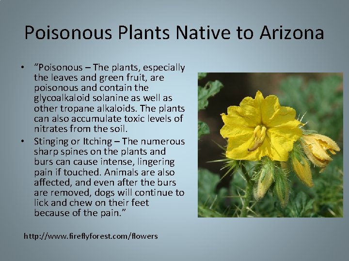Poisonous Plants Native to Arizona • “Poisonous – The plants, especially the leaves and Poisonous Plants Native to Arizona • “Poisonous – The plants, especially the leaves and