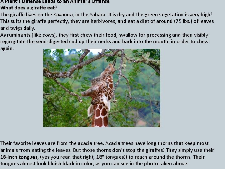 A Plant’s Defense Leads to an Animal’s Offense What does a giraffe eat? The A Plant’s Defense Leads to an Animal’s Offense What does a giraffe eat? The