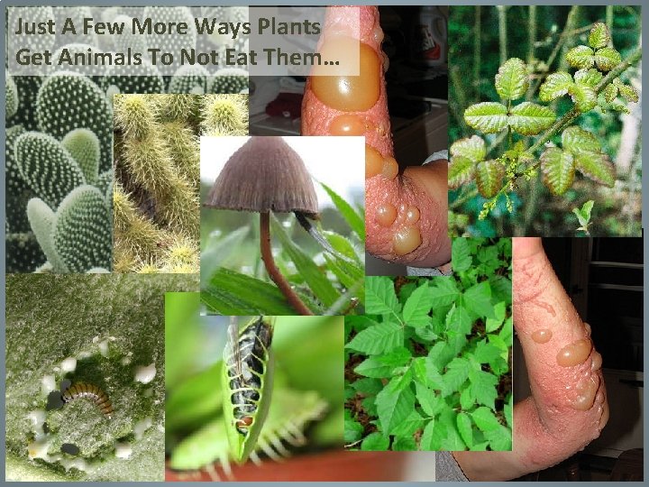 Just A Few More Ways Plants Get Animals To Not Eat Them… Just A Few More Ways Plants Get Animals To Not Eat Them…