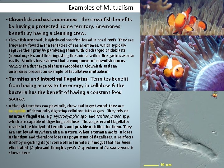 Examples of Mutualism • Clownfish and sea anemones: The clownfish benefits by having a Examples of Mutualism • Clownfish and sea anemones: The clownfish benefits by having a