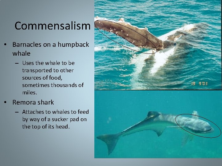 Commensalism • Barnacles on a humpback whale – Uses the whale to be transported Commensalism • Barnacles on a humpback whale – Uses the whale to be transported