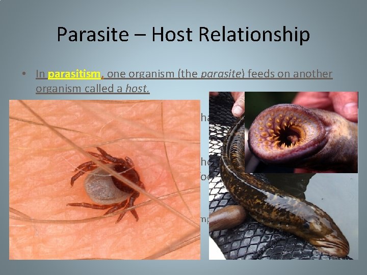 Parasite – Host Relationship • In parasitism, one organism (the parasite) feeds on another Parasite – Host Relationship • In parasitism, one organism (the parasite) feeds on another