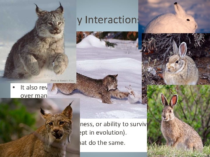 Predator-Prey Interactions, continued • Species that are involved in predator-prey or parasite-host relationships often Predator-Prey Interactions, continued • Species that are involved in predator-prey or parasite-host relationships often