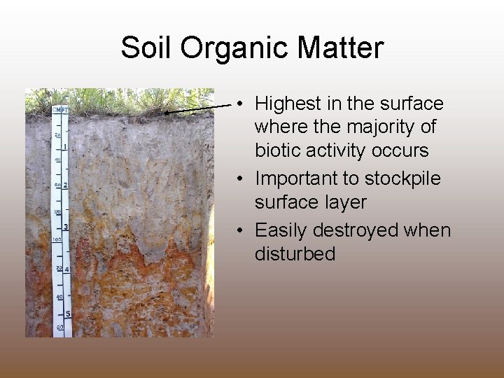 Soil Organic Matter • Highest in the surface where the majority of biotic activity