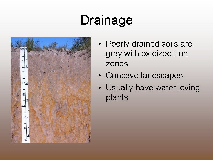 Drainage • Poorly drained soils are gray with oxidized iron zones • Concave landscapes