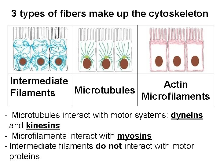 Introduction Unit 8 Cytoskeleton 3 Types Of Fibers